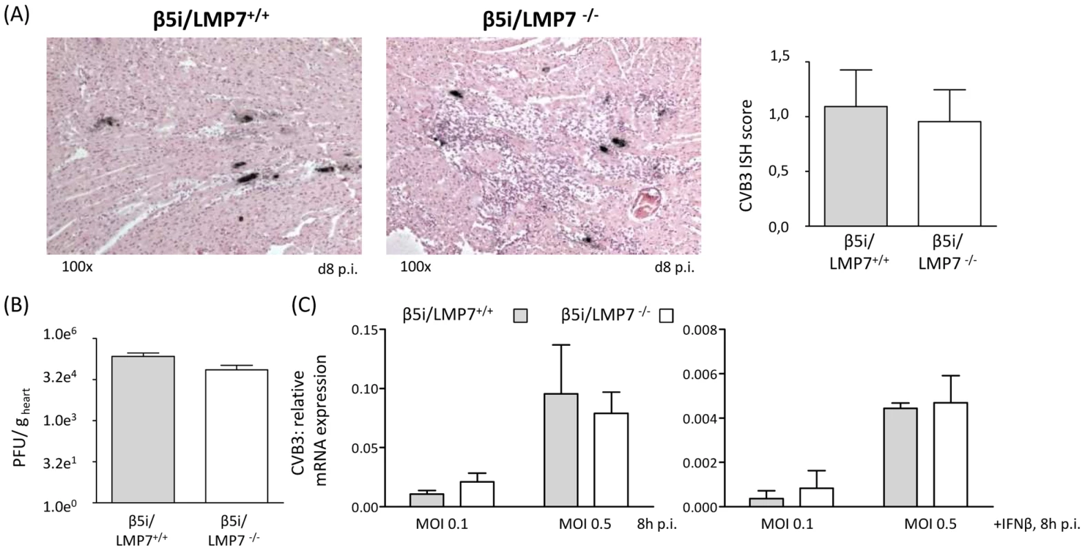 Viral load is not affected in IP-deficient mice.