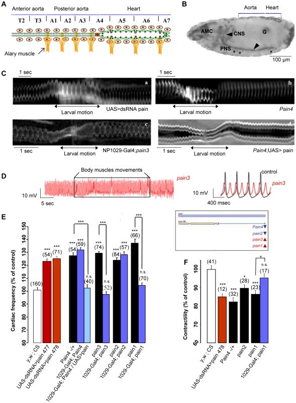 Mechanosensitive response in <i>pain</i> loss of function individuals.