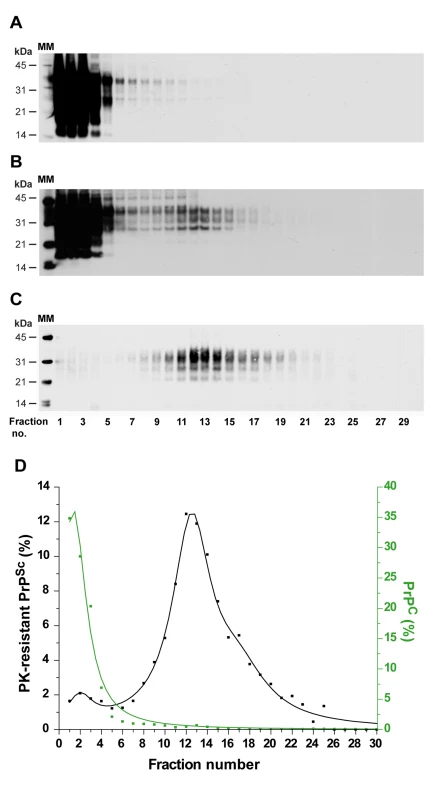 Immunoblot analysis of velocity sedimented PrP material from <i>tg338</i> mouse brain.