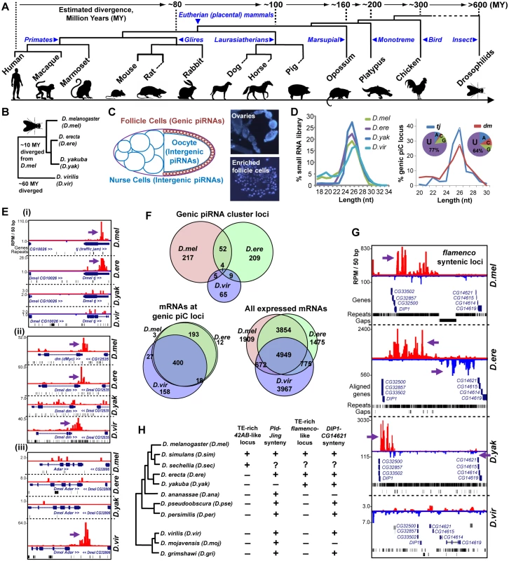Comparative genomics of piRNA cluster (piC) loci and rapid evolution of piC loci expression patterns in Drosophilids.
