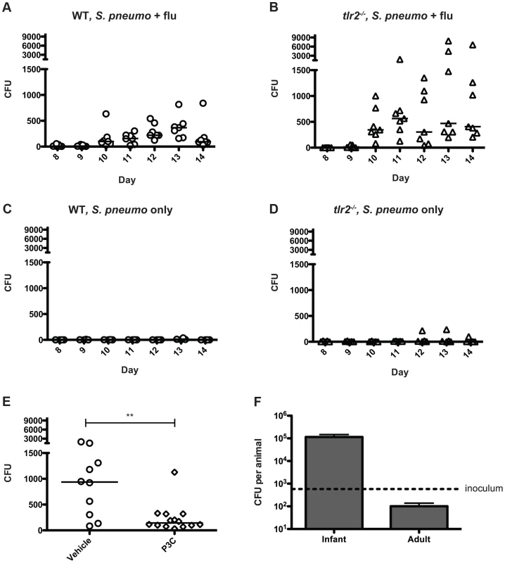 Influenza infection induces bacterial shedding at a level high enough to infect infant mice.
