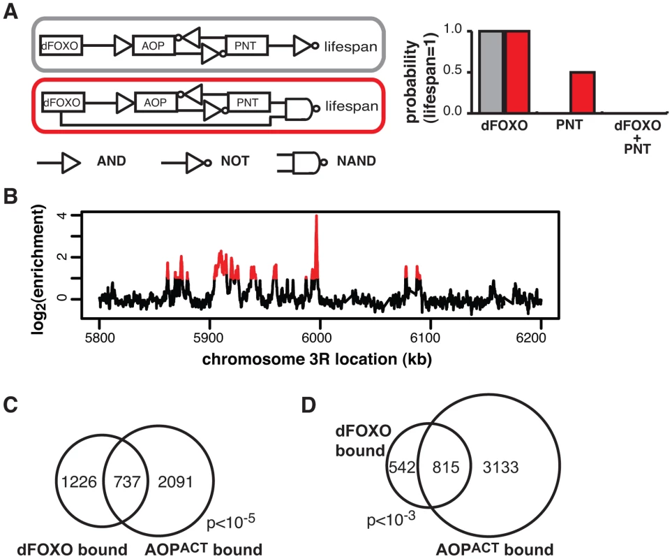 dFOXO and AOP<sup>ACT</sup> share binding sites across the genome.