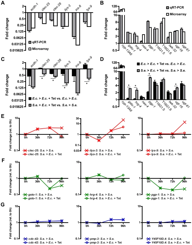 Gene expression changes in infected animals treated with Tetracycline.