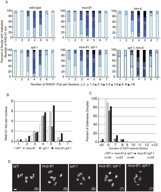 MUS-81 and XPF-1 do not act redundantly to limit the formation of recombination intermediates.