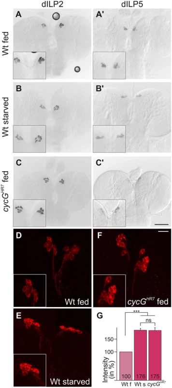 Disturbed dILP accumulation in <i>cycG</i><sup><i>HR7</i></sup> mutant larvae.