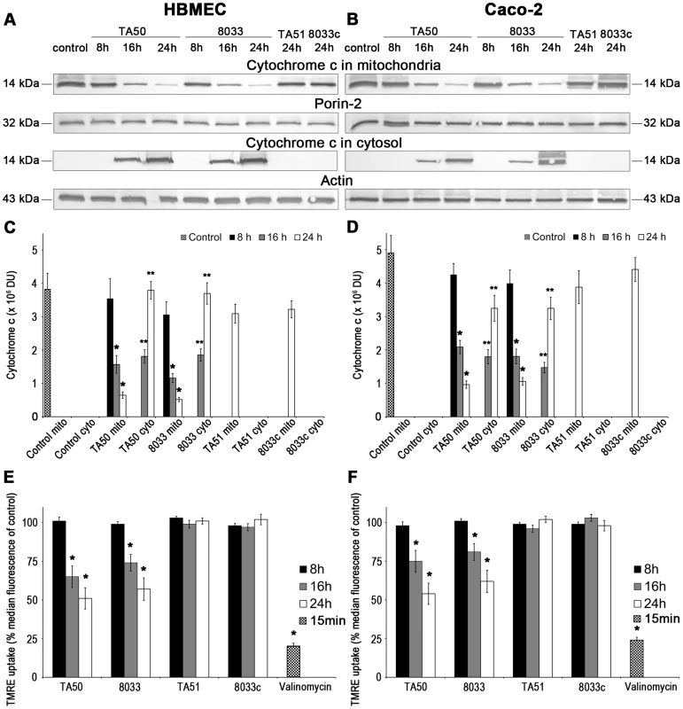 Translocation of EHEC-Hly to mitochondria results in cytosolic cytochrome c release and ΔΨ<sub>m</sub> decrease.