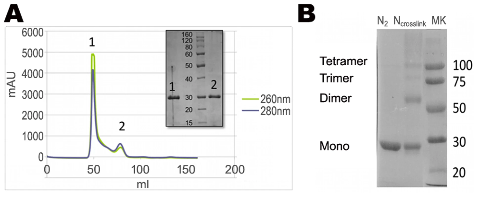 Oligomeric state of recombinant N protein.