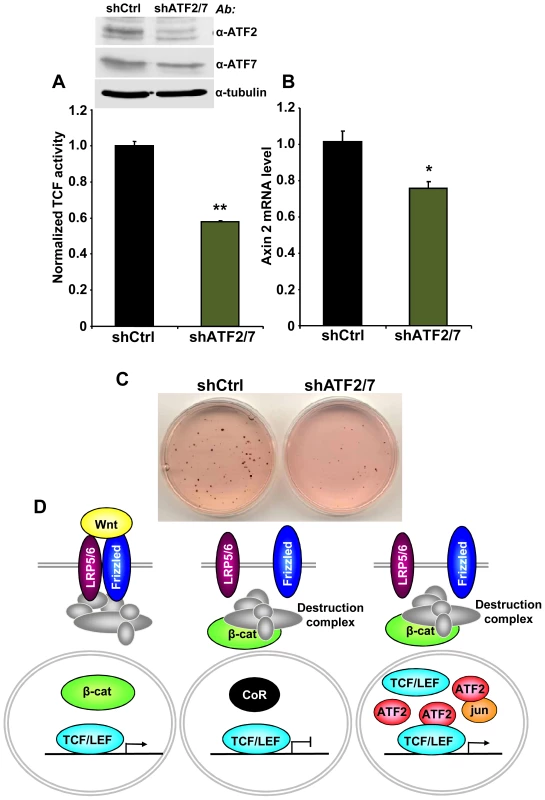 ATF2 and ATF7 knockdown in Ramos cells decreases TCF/LEF activity, Axin 2 expression and cell growth.