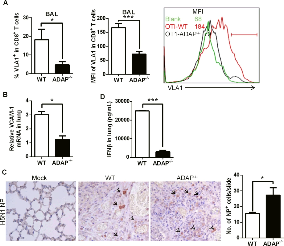 ADAP deficiency decreases VLA-1 expression in CD8+ T cells with increased amount of H5N1 virus.