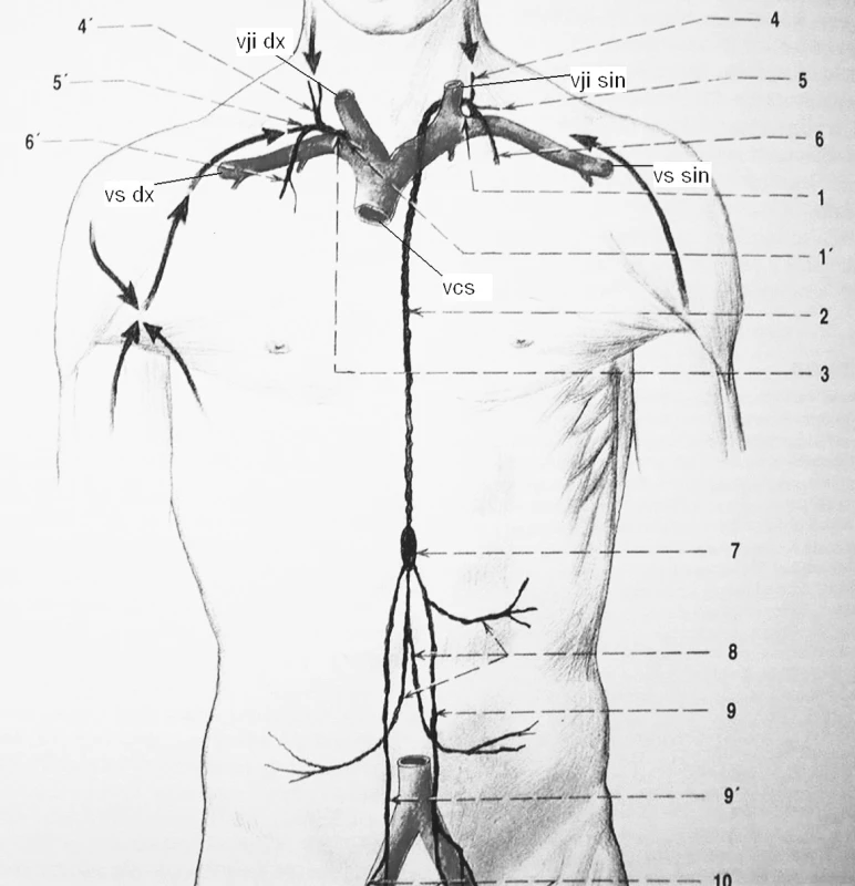 Lymfatický systém.
vji dx – vena jugularis interna l.dx., vji sin – vena jugularis interna l.sin., vs dx – vena subclavia l.dx., vs sin – vena subclavia l.sin., vcs – vena cava superior, 1 angulus venosus sinister, 1‘ angulus venosus dexter, 2 ductus thoracicus, 3 ductus lymphaticus dexter, 4 truncus jugularis sinister, 4‘ truncus jugularis dexter, 5 truncus subclavius sinister, 5‘ truncus subclavius dexter, 6 truncus bronchomediastinalis sinister, 6‘ truncus bronchomediastinalis dexter
