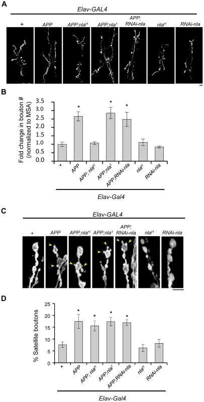 Nebula co-upregulation rescues synaptic bouton over-proliferation caused by APP.