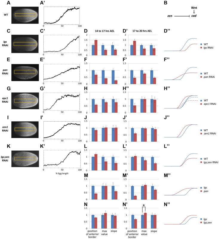 Characterization of <i>Tc-cad</i> gradient in WT and RNAi knockdowns.