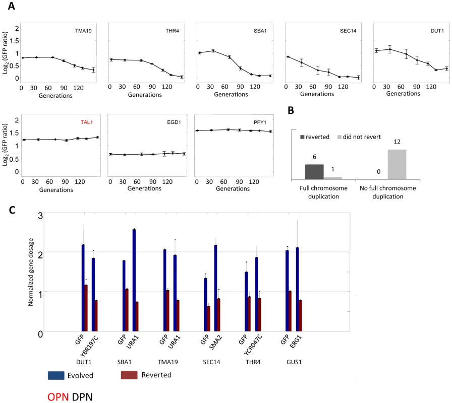 Reversion of evolution by chromosome duplication.