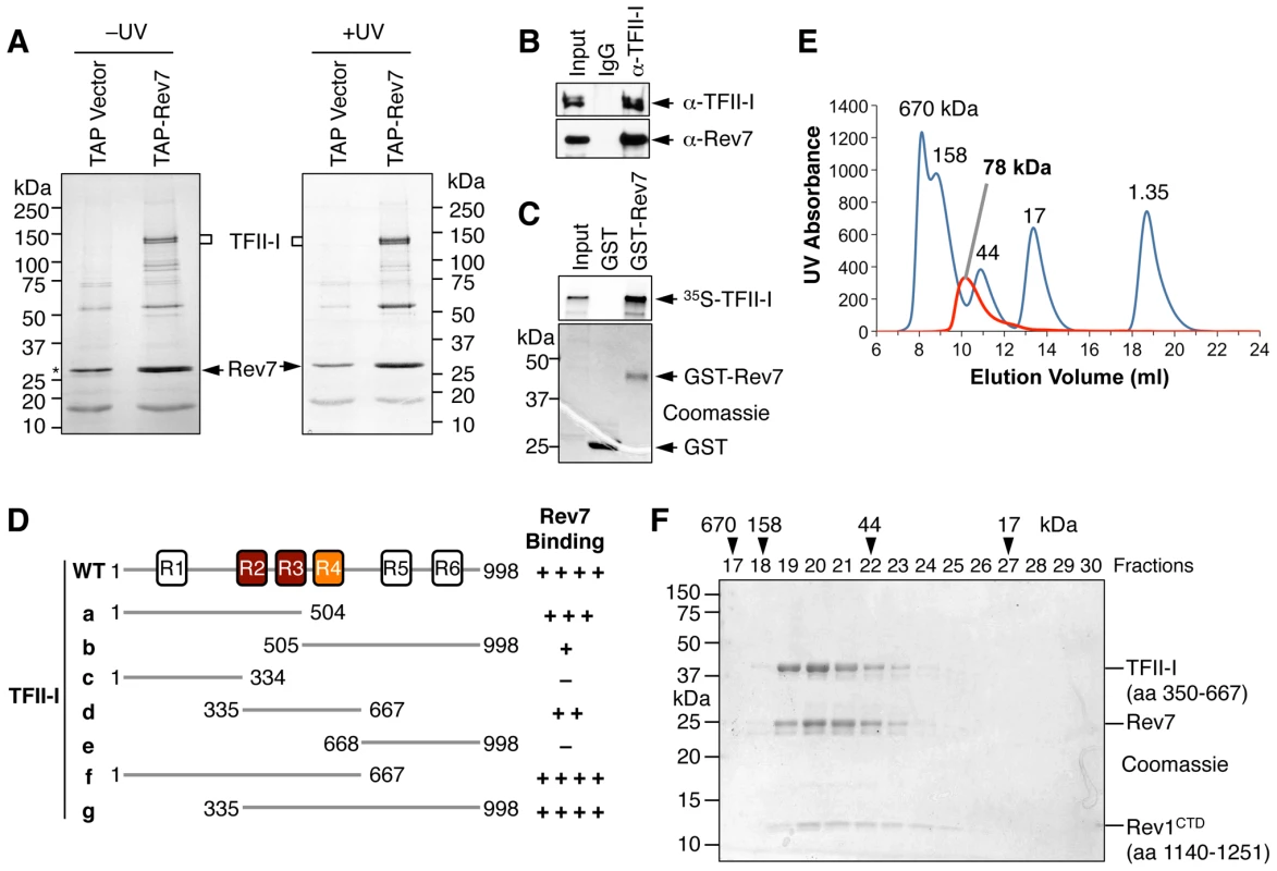 TFII-I is a novel Pol ζ-binding protein.
