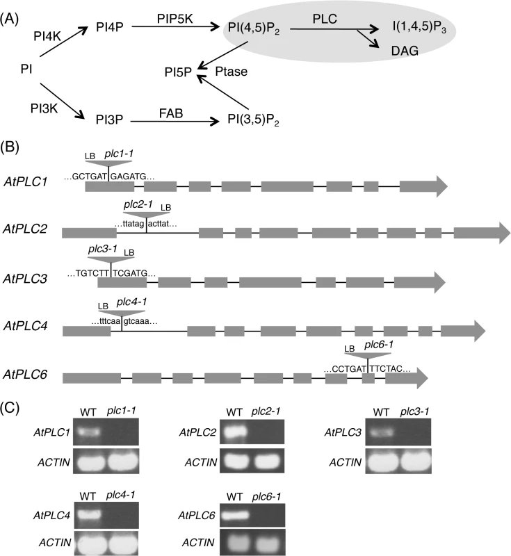 Phosphoinositide-specific phospholipase C (PI-PLC) in phosphoinositide metabolism.