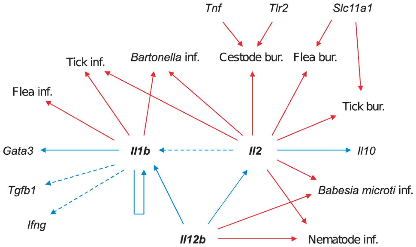 Summary diagram of genetic associations.