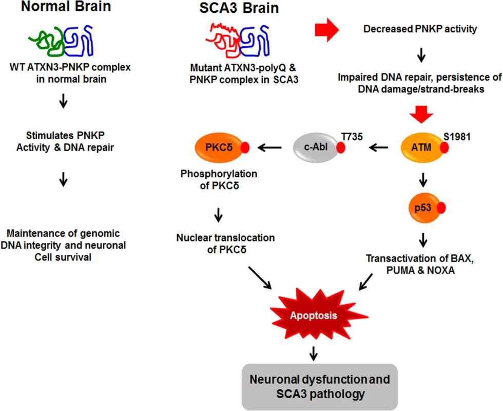 Proposed mechanism where interaction of PNKP with mutant expanded polyQ-containing ATXN3 abrogates PNKP’s 3’-phosphatase activity.
