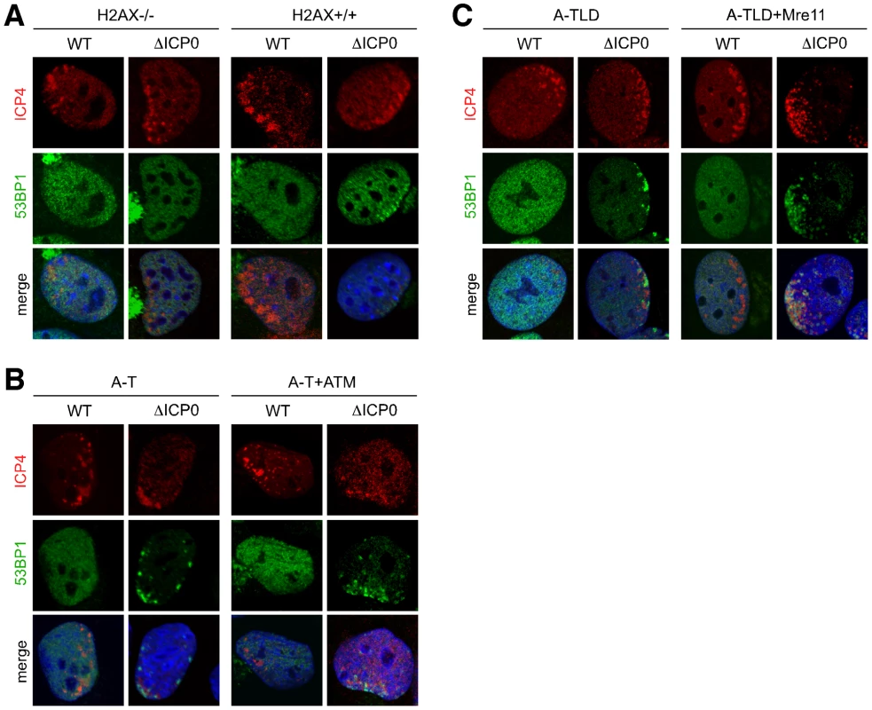 The requirements for 53BP1 recruitment parallel the cellular response to DNA damage.