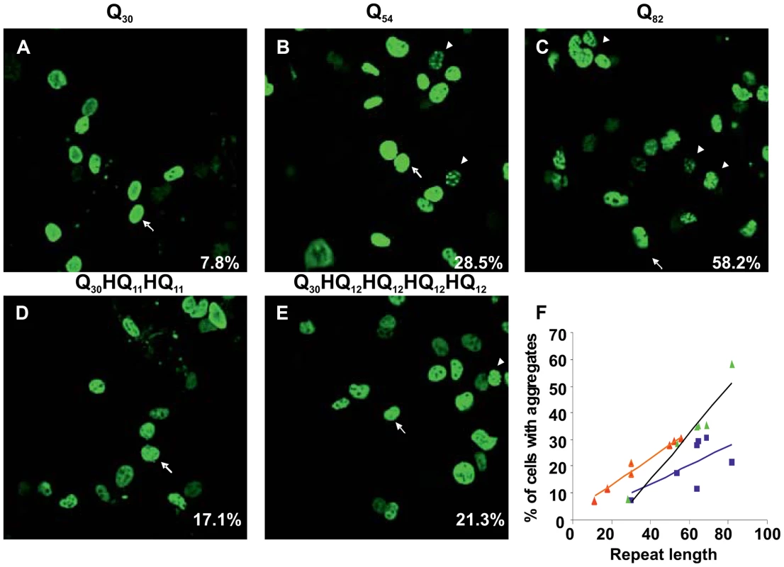 Interruption of the expanded polyQ stretch by histidines reduces its aggregation in transfected cells.