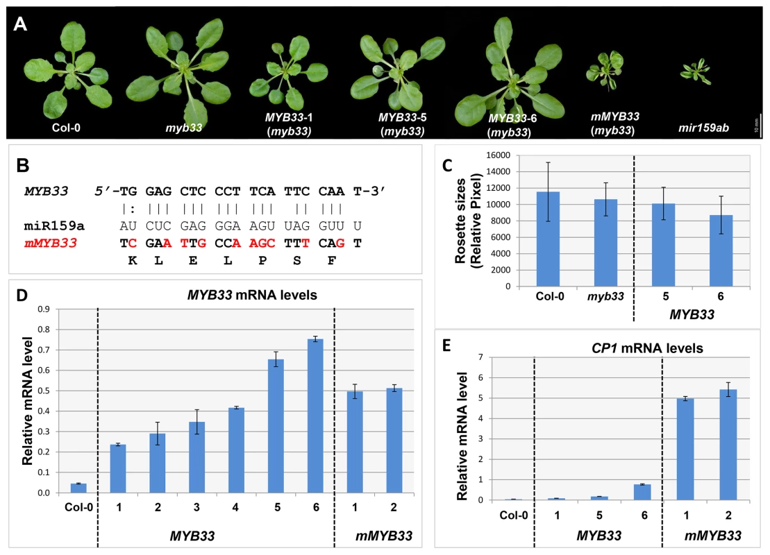 High levels of un-cleaved <i>MYB33</i> transcripts remain strongly repressed.