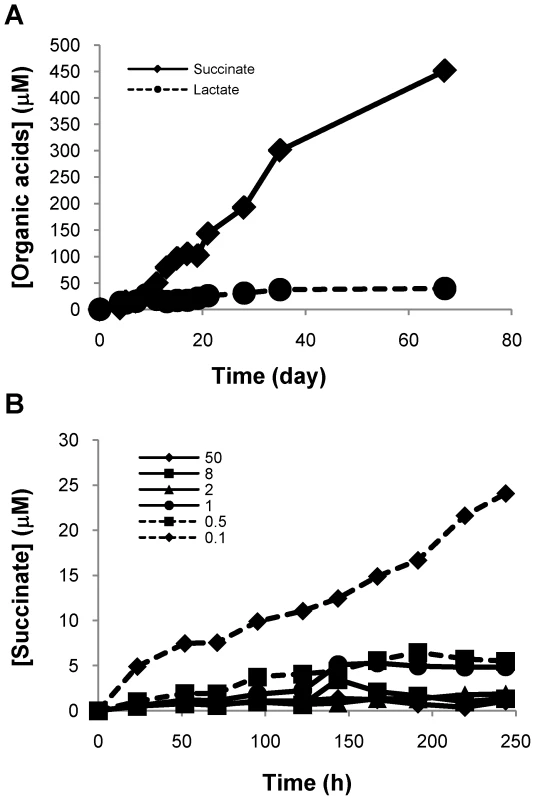 Succinate accumulates in supernatants of H<sub>37</sub>Rv culture under anaerobic condition.