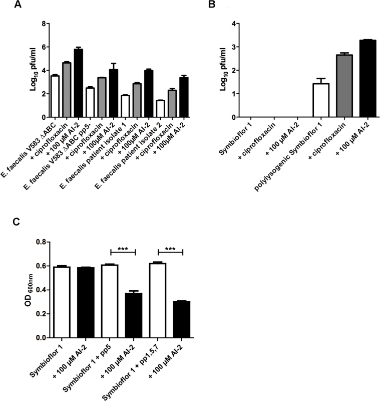 Determination of lytic activity in culture supernatants of <i>E. faecalis</i> V583ΔABC,<i>E. faecalis</i>V583ΔABC pp5- and two clinical isolates of <i>E. faecalis</i> (A).