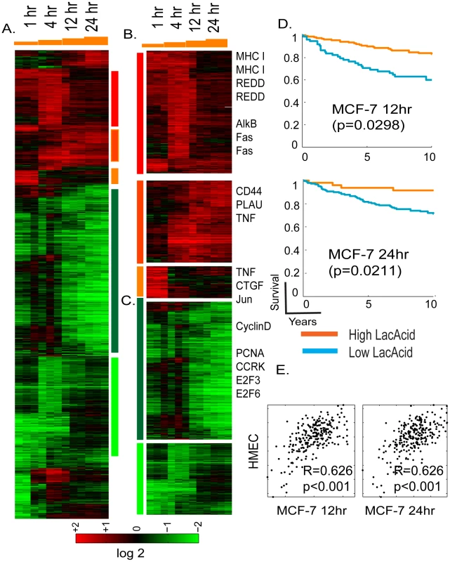 Overview of the time course of lactic acidosis response in MCF-7.