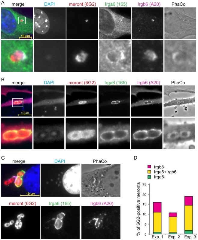 IRG proteins load onto PVM in a cooperative manner.