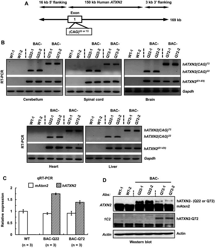 Generation of a BAC-SCA2 transgenic mouse model.