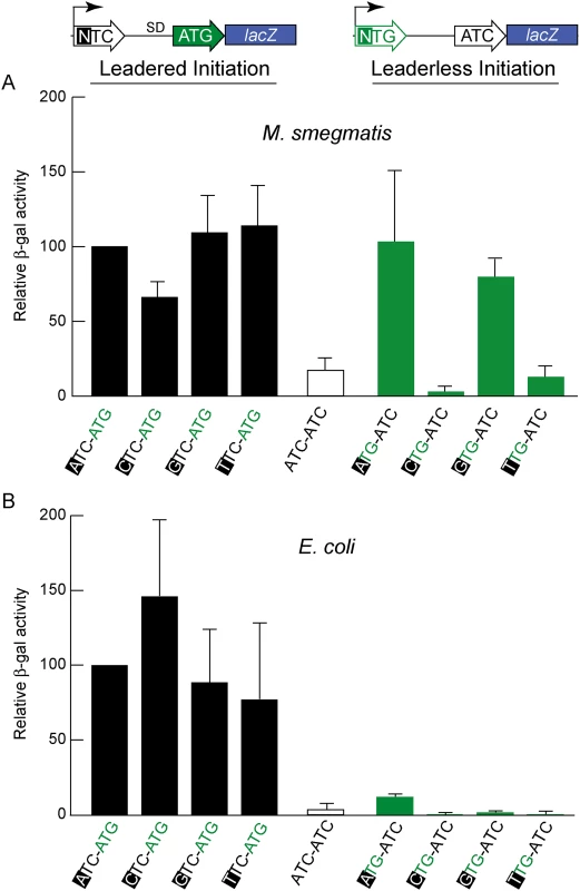 Directed β-galactosidase reporters show that leaderless ATG and GTG triplets initiate robust translation of <i>lacZ</i> in <i>M</i>. <i>smegmatis</i> (A) but not in <i>E</i>. <i>coli</i> (B).
