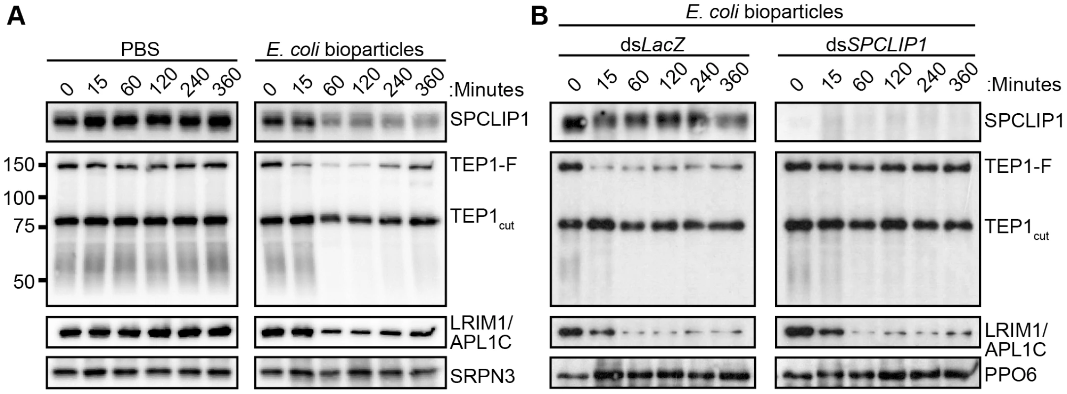 SPCLIP1 is required for the utilization of TEP1-F.