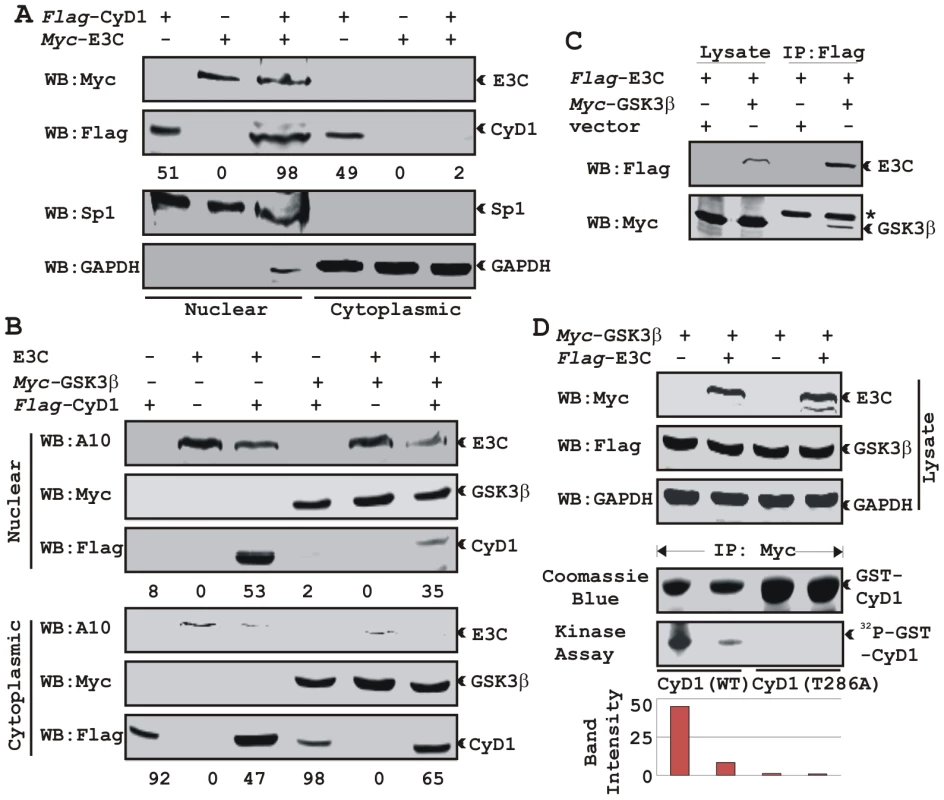 EBNA3C bypasses GSK3β dependent nuclear export of Cyclin D1.