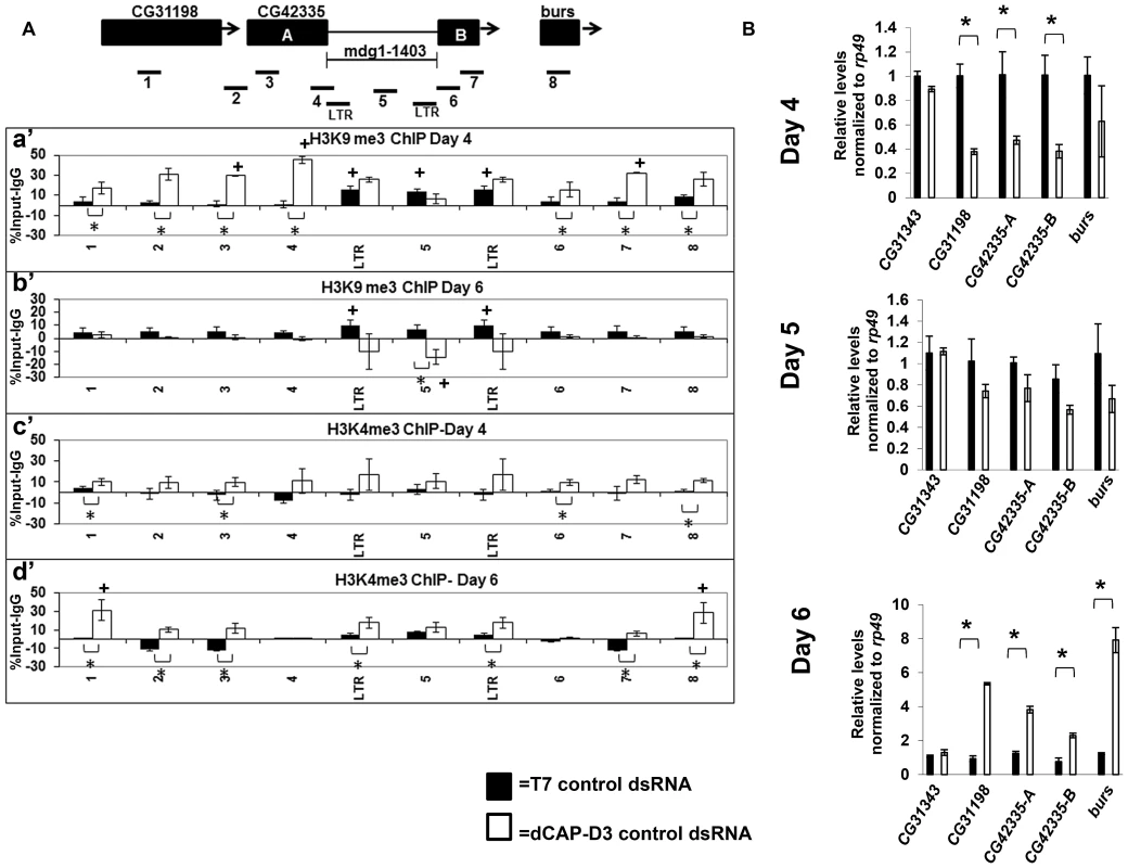 Decreased dCAP-D3 levels result in spreading of repressive histone marks and an opening of the chromatin at a dCAP-D3 regulated gene cluster containing a retrotransposon.