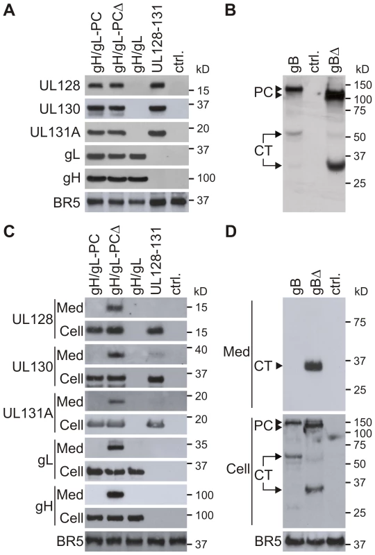 Expression of gH/gL-PC subunits and gB from MVA.