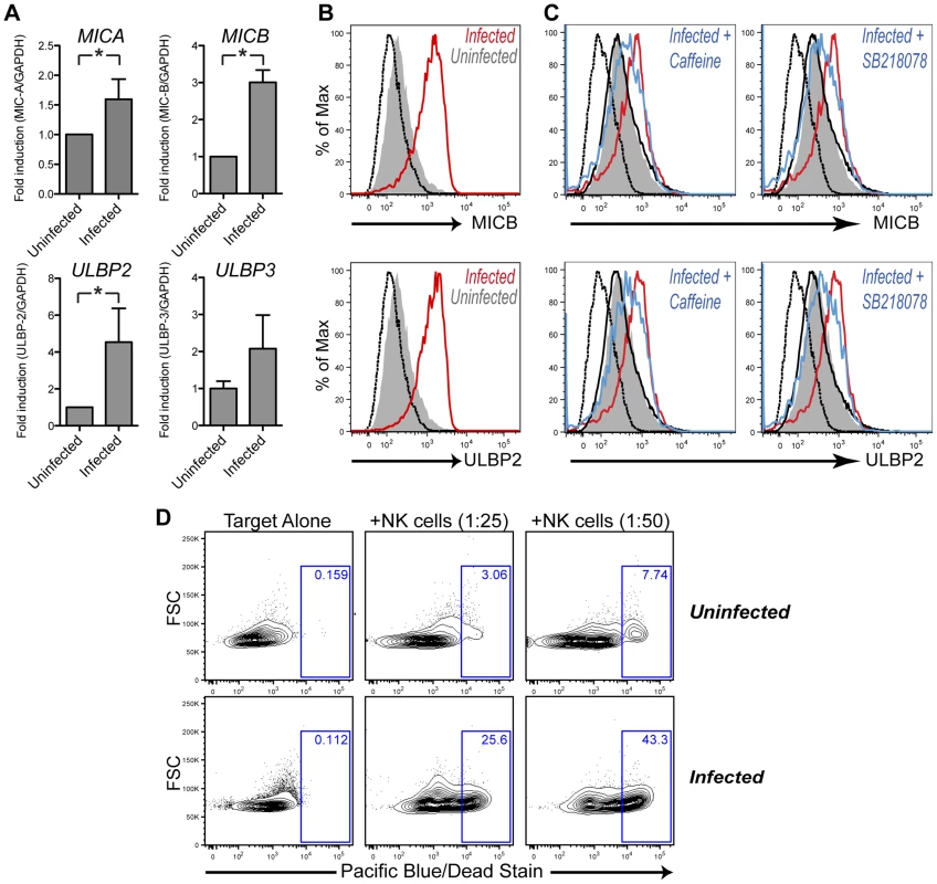 KSHV infection leads to upregulation of NKG2D ligands.