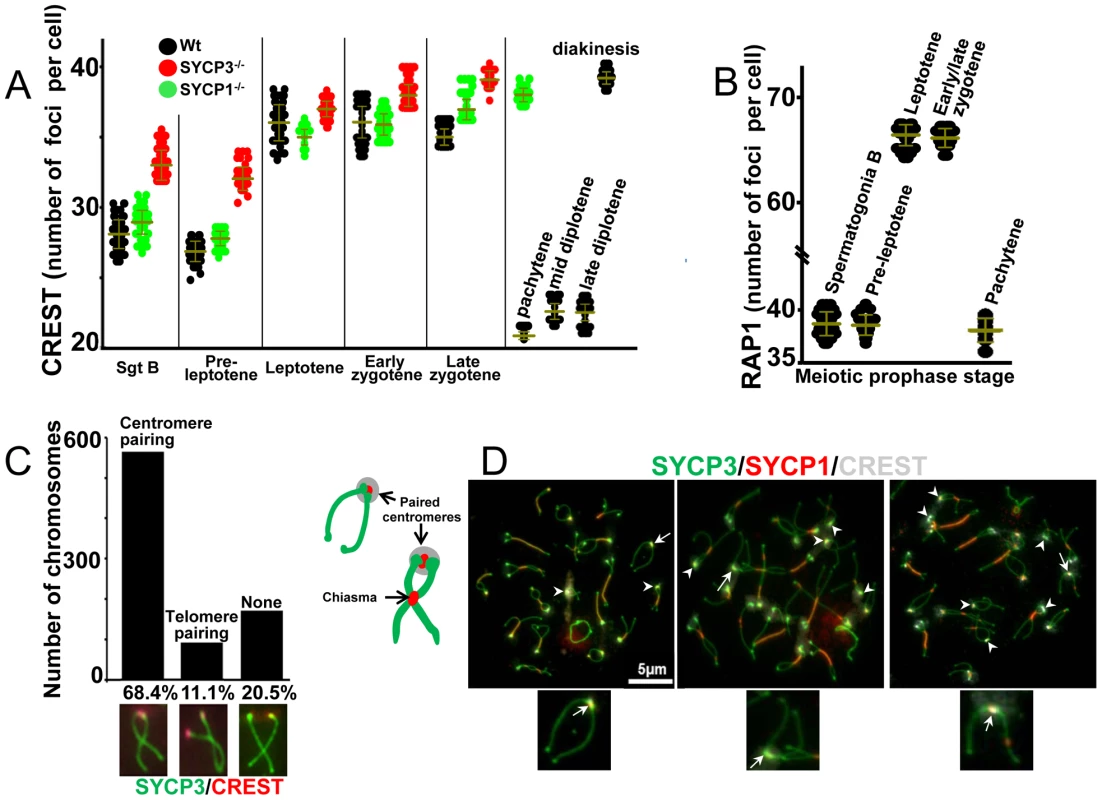 Dynamics of centromere pairing in mouse spermatocytes.