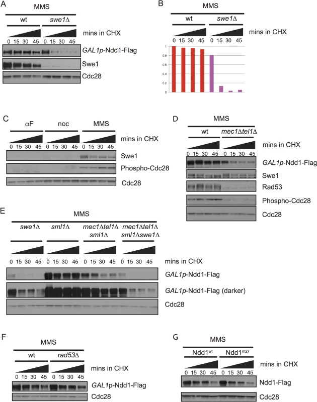Ndd1 stabilization in response to DNA damage requires Swe1 and Mec1/Tel1.