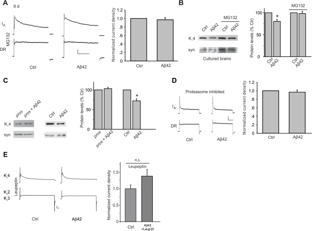 Aβ42-induced down-regulation of K<sub>v</sub>4 protein is mediated by a proteasome and lysosome-dependent pathway.