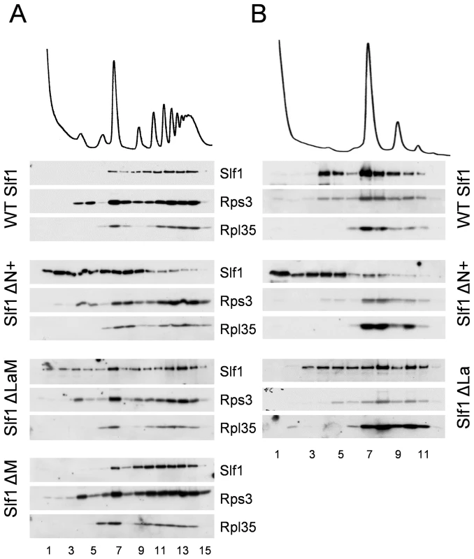 Slf1p associates with ribosomes independently of the La motif.