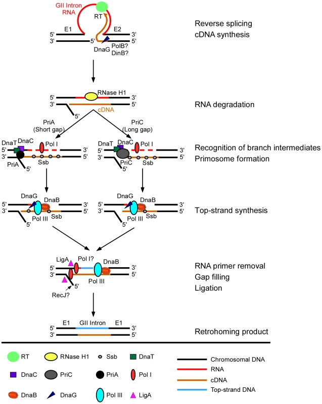 Model for function of host factors in group II intron retrohoming in <i>E. coli</i>.
