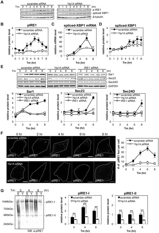 Yip1A is responsible for the phosphorylation of IRE1 via high-order assembly of Ire1 molecules.