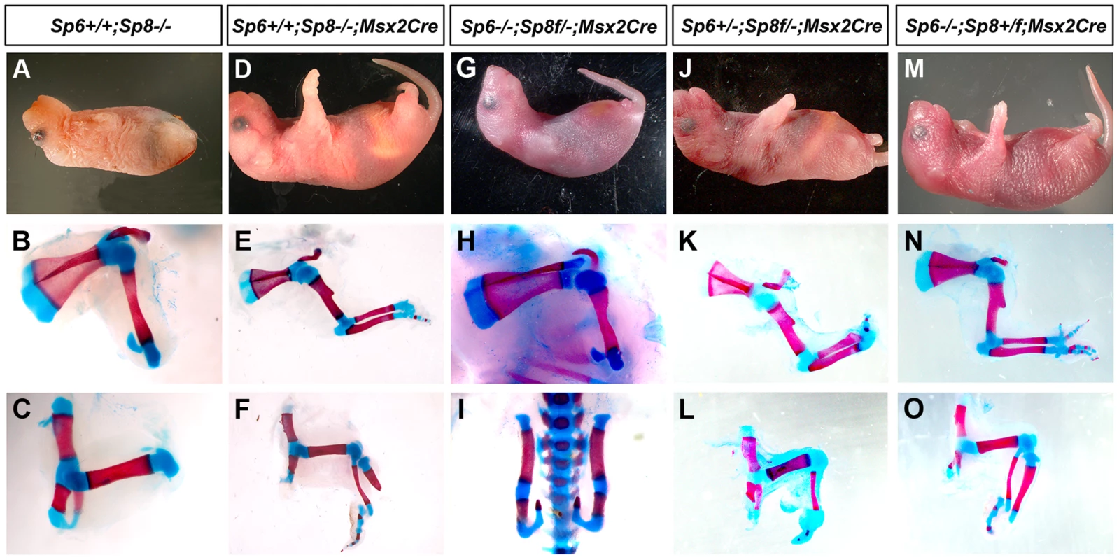 <i>Msx2Cre</i> removal of <i>Sp8</i> on a <i>Sp6</i> deficient background.