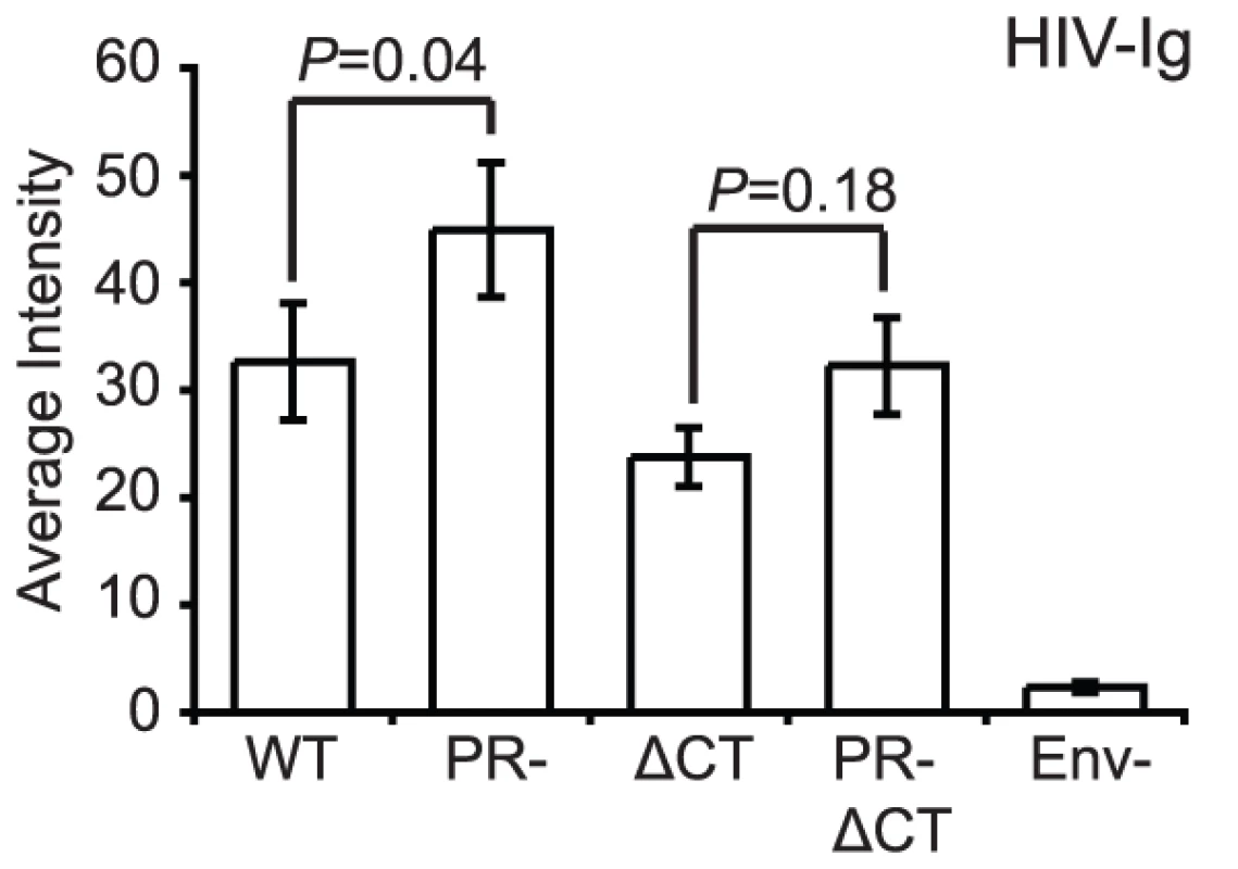 Binding of polyclonal human antibodies to HIV-1 virions.