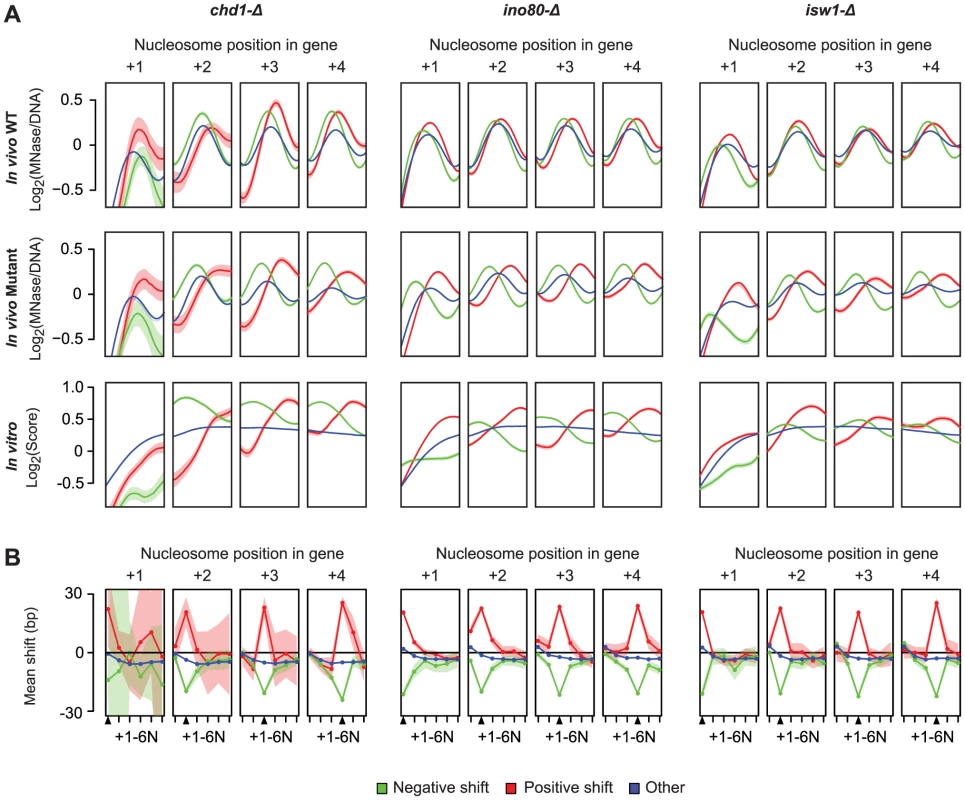 Nucleosomes disrupted in remodeler ATPase mutants are in more intrinsically preferred positions.