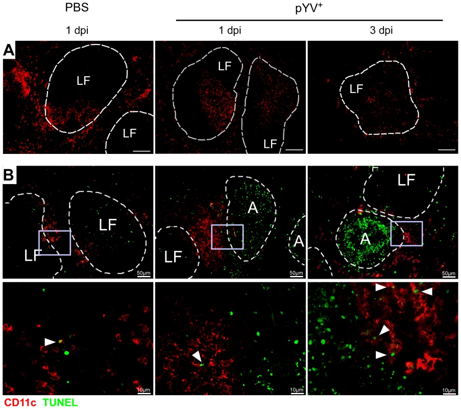 Immunofluorescence analysis of DCs from mice infected with Ye.