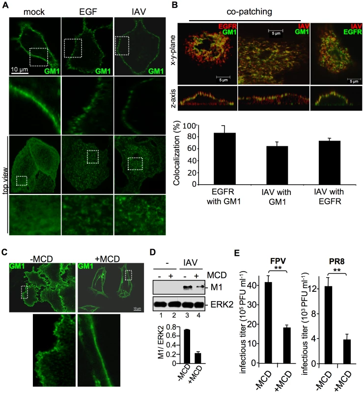Attachment of IAV clusters plasma-membrane lipids.