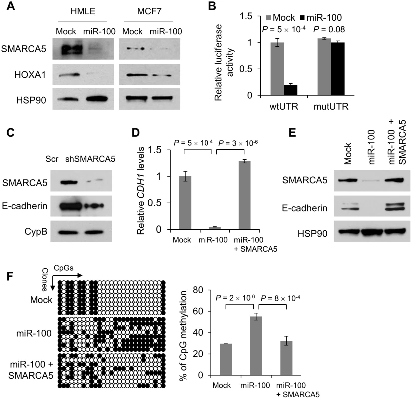 miR-100 downregulates E-cadherin by targeting <i>SMARCA5</i>.