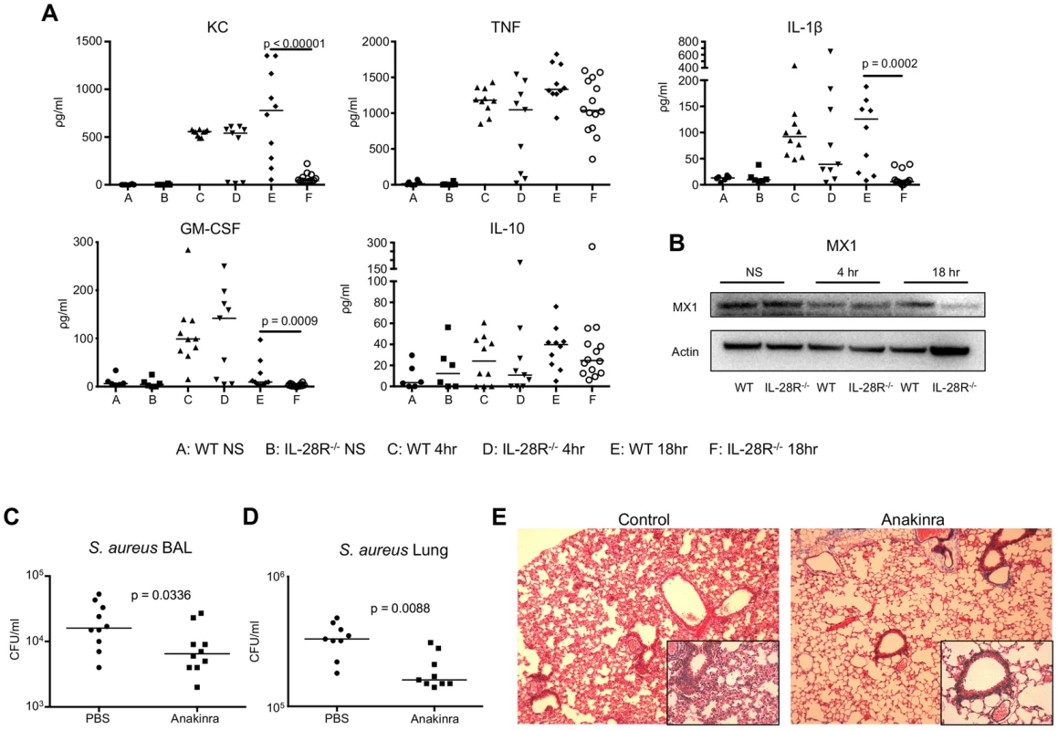 Cytokine production during USA300 infection contributes to pathology.