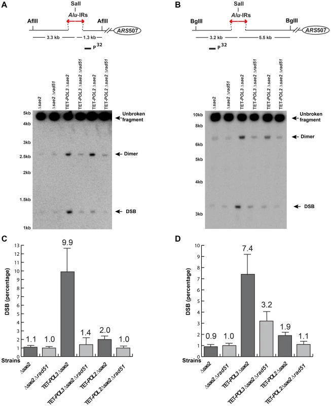 Detection of DSB accumulation in wild-type and mutant strains upon deletion of <i>RAD51</i>.