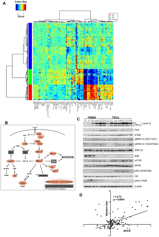 High LMW-E expression is associated with activated b-Raf-ERK1/2-mTOR pathway <i>in vitro</i> and in patient tissues.